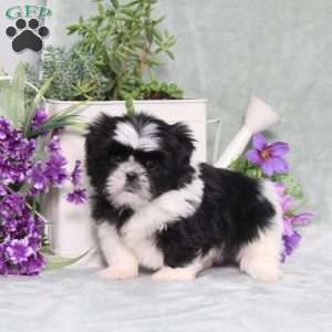 Polecat, Shih Tzu Puppy